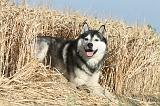 SIBERIAN HUSKY 015